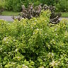 Physocarpus Opulifolius Festivus Gold Proven Winners Ninebark 3 gal. Container