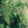 Cedrus Libani Lebanon Cedar
