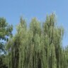Salix X Blanda Wisconsin Weeping Willow