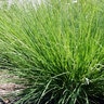 Sesleria X Greenlee Moor Grass