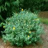 Hypericum X Hidcote St. Johns Wort 3 gal. Container