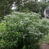 Eupatorium Perfoliatum Boneset