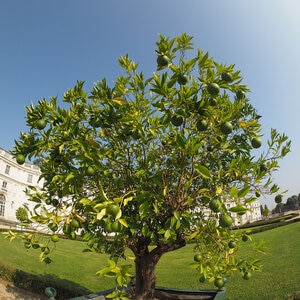 Citrus X Latifolia Persian Lime