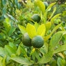 Citrus X Latifolia Persian Lime