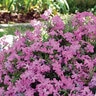 Phlox X Paparazzi Britney Phlox