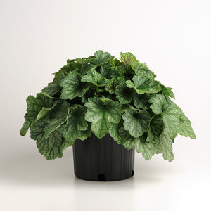 Heuchera X Villosa Carnival Cocomint Portfolio Coral Bells True 1 gal. Container