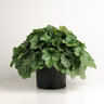 Heuchera X Villosa Carnival Cocomint Portfolio Coral Bells True 1 gal. Container