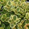 Hylotelephium (Sedum) x SunSparkler Lime Twister Stonecrop