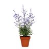Perovskia Atriplicifolia Crazy Blue Russian Sage