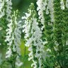 Salvia X Nemorosa Lyrical White Meadow Sage