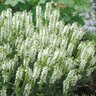 Salvia X Nemorosa Lyrical White Meadow Sage