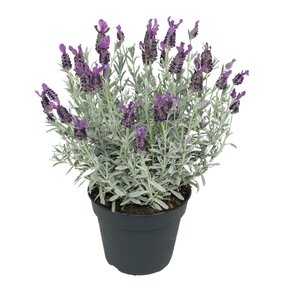 Lavandula Stoechas Silver Anouk Spanish Lavender