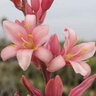 Hesperaloe X Pink Parade Red Yucca