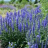 Veronica X Moody Blues Novaverblu Dark Blue Speedwell