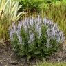 Salvia Nemorosa Bumblesky Garden Sage