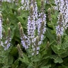 Salvia Nemorosa Bumblesky Garden Sage