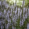 Salvia Nemorosa Bumblesky Garden Sage