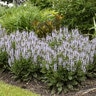 Salvia Nemorosa Bumblesky Garden Sage