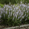 Salvia Nemorosa Bumblesky Garden Sage