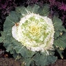 Brassica Oleracea Osaka White Ornamental Cabbage
