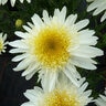 Leucanthemum X Superbum Real Glory Portfolio Shasta Daisy True 1 gal. Container