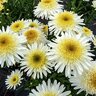 Leucanthemum X Superbum Real Glory Portfolio Shasta Daisy True 1 gal. Container
