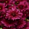 Chrysanthemum Morifolium Stellar Purple Hardy Garden Mum
