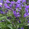 Nepeta Subsessillis Prelude Purple Japanese Catmint