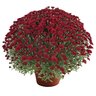 Chrysanthemum Morifolium Selena Red Hardy Garden Mum