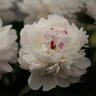 Paeonia Lactiflora Festiva Maxima Peony 2 gal. Container