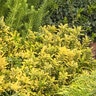 Euonymus japonicus var. microphyllis Sunny Delight Monrovia Boxleaf Japanese Euonymus