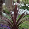 Cordyline Australis Red Star Dracaena 5 gal. Container