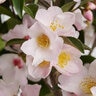 Camellia X Fairy Blush Camellia