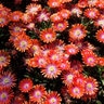 Delosperma X Jewel of Desert Sunstone Ice Plant