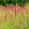 Festuca Rubra Red Fescue