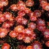 Delosperma X Jewel of Desert Sunstone Ice Plant