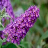 Buddleia Davidii Buzz Purple Pink Butterfly Bush