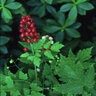Actaea Rubra Red Baneberry