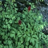 Actaea Rubra Red Baneberry