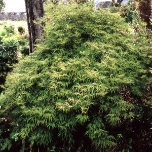 Acer palmatum subsp. matsumurae Lemon Lime Lace Japanese Laceleaf Maple