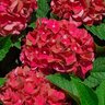 Hydrangea Macrophylla Heart Throb Big Leaf Hydrangea