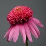 Echinacea X Double Scoop Balscblum Bubble Gum Coneflower