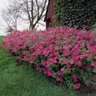 Petunia X Hybrida Tidal Wave Hot Pink Spreading Petunia
