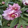 Paeonia X Smith Opus 2 Takara Itoh Peony
