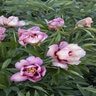 Paeonia X Smith Opus 2 Takara Itoh Peony