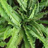 Nephrolepis Cordifolia Sword Fern 1 gal. Container