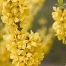 Forsythia X Courtaneur Gold Cluster Forsythia