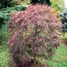 Acer Palmatum var. Dissectum Red Filigree Lace Cutleaf Japanese Maple