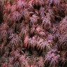 Acer Palmatum var. Dissectum Red Filigree Lace Cutleaf Japanese Maple