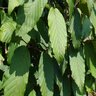 Carpinus Caroliniana Palisade American Hornbeam